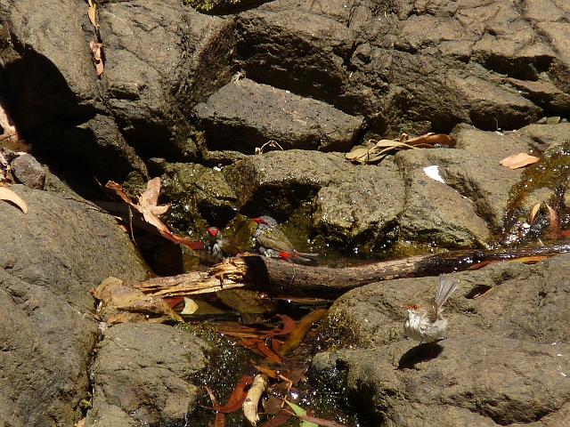 (31) Red-browed finch - Grey Fantail.JPG
